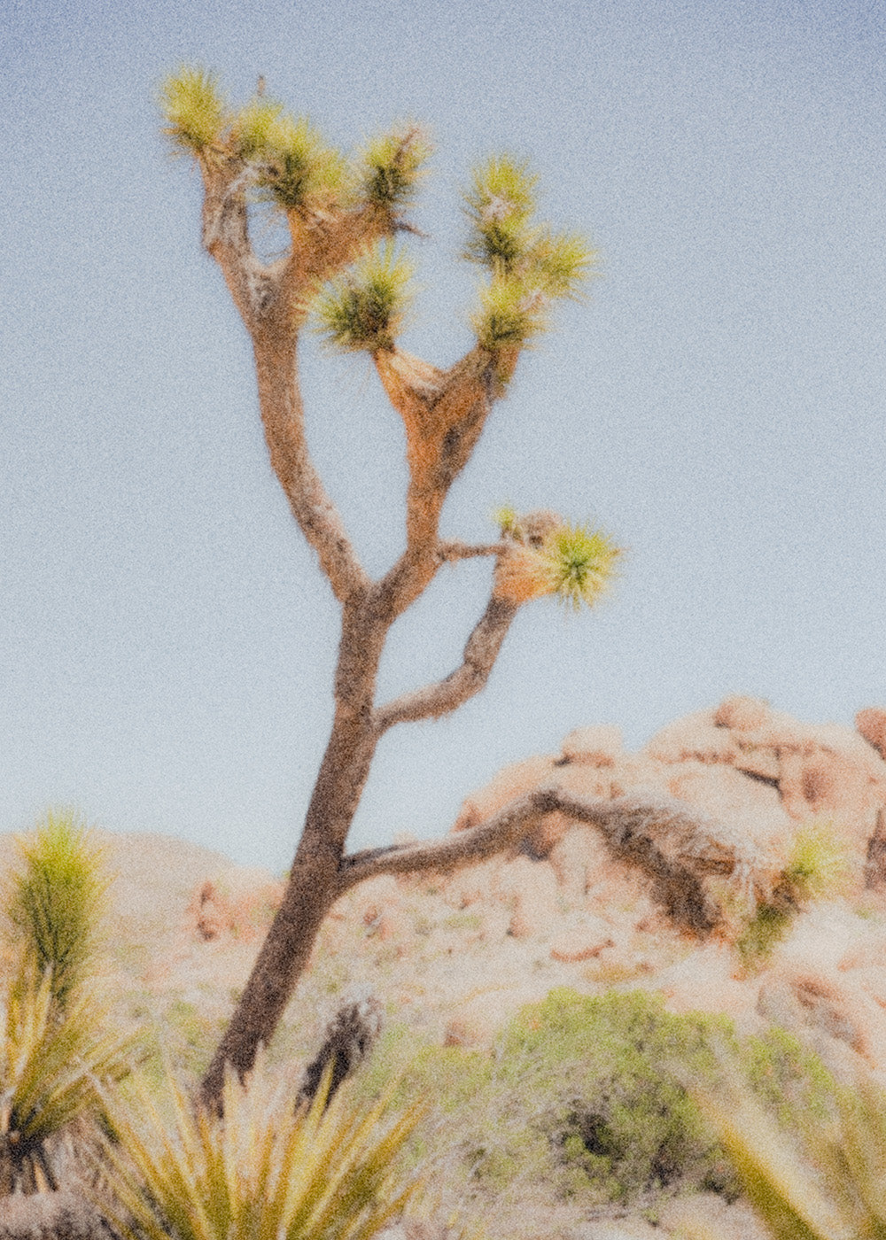 joshua tree
