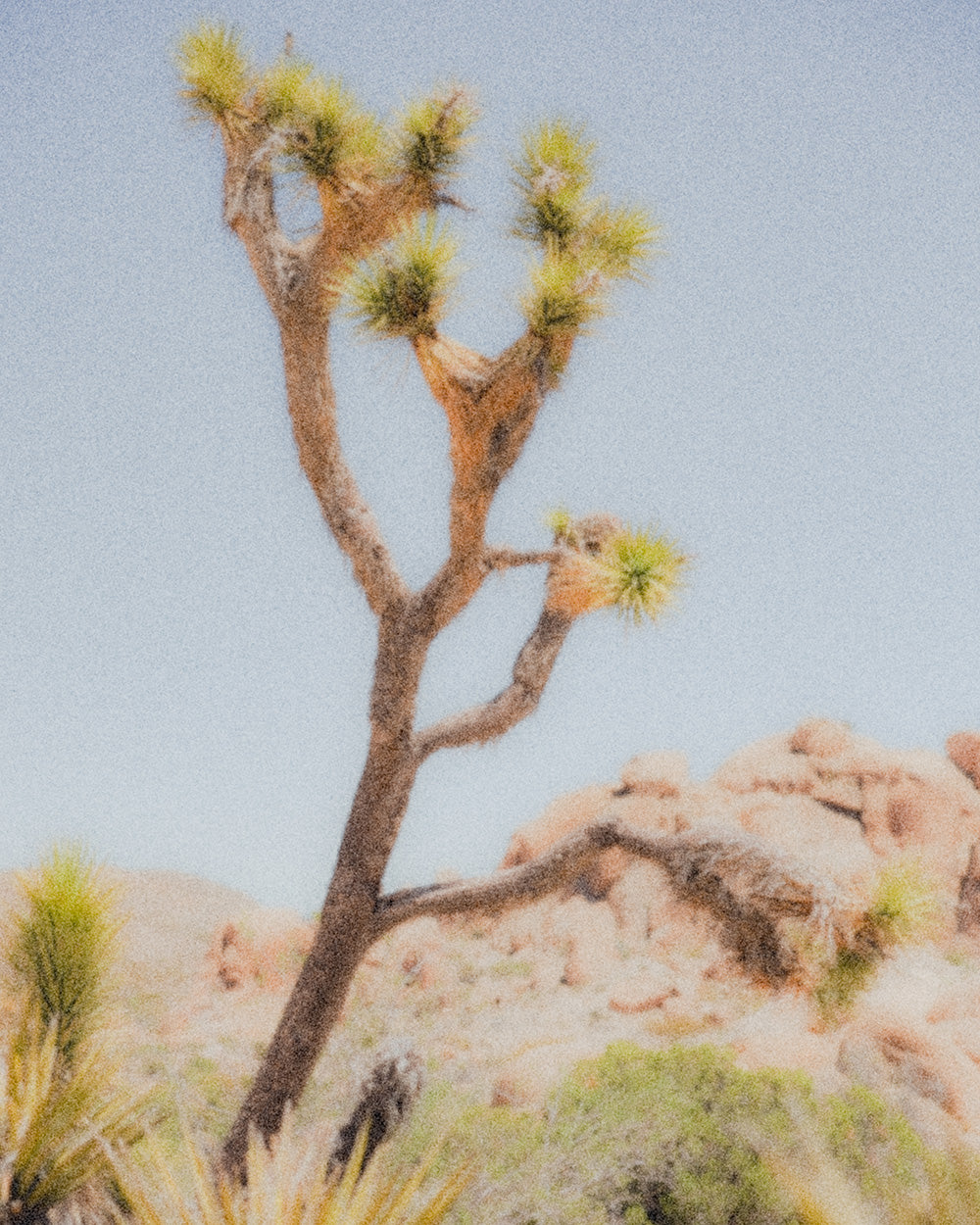 joshua tree