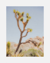 joshua tree