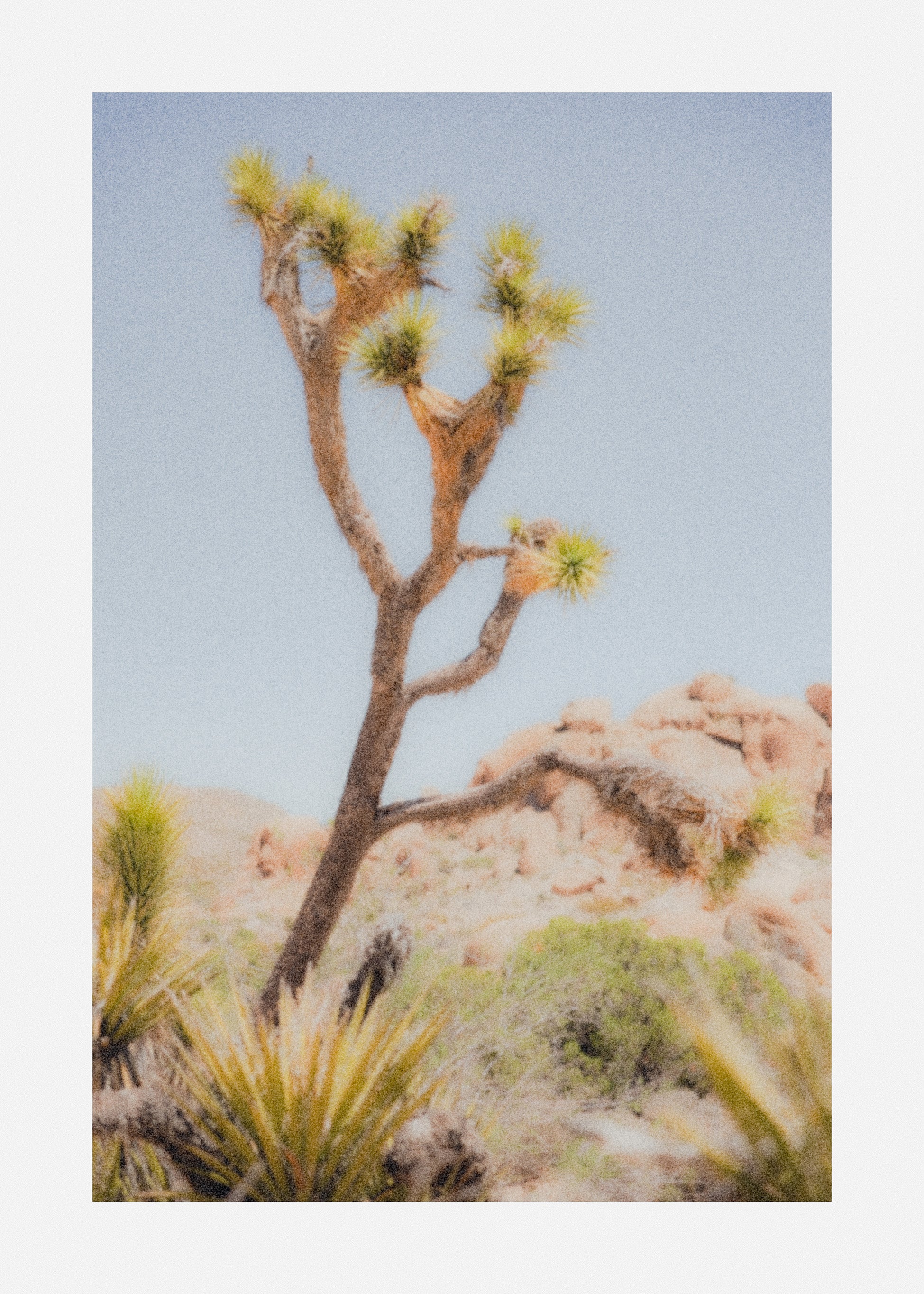 joshua_tree_withframe__howdysmiles.jpg