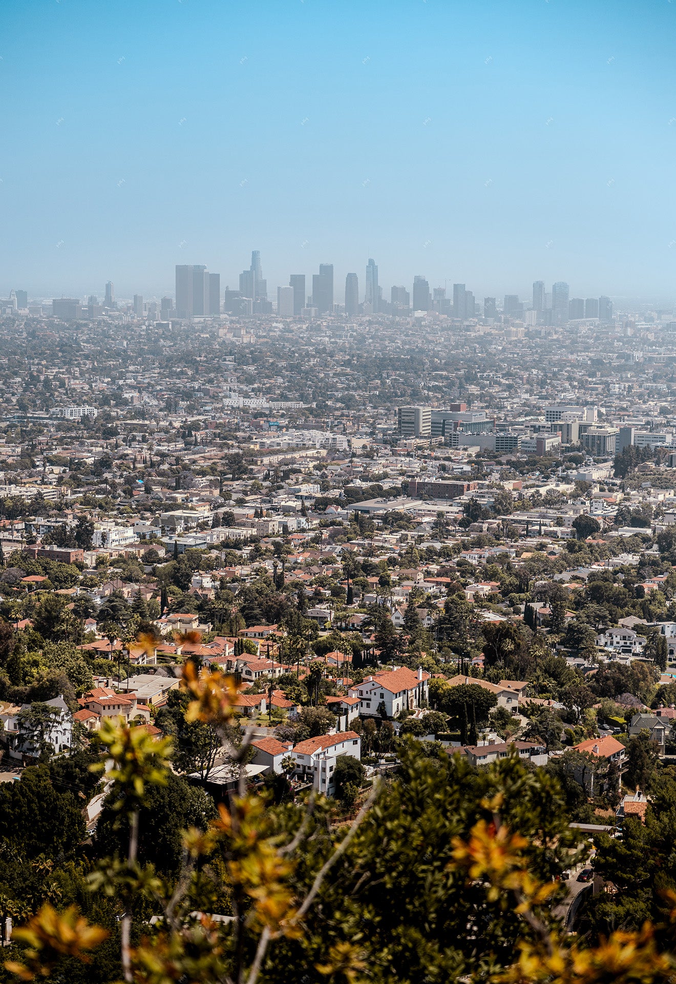 los angeles skyline view fom runyon canyon.