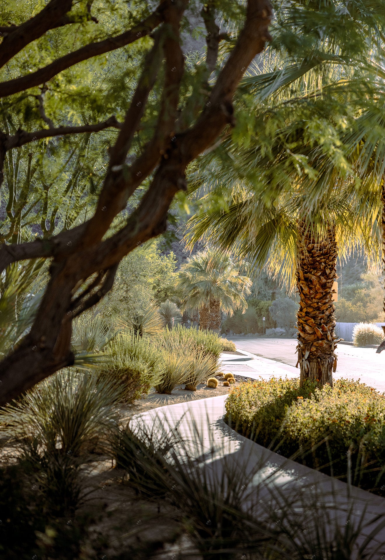 Nature-inspired street art print for sale online – capturing the calm shade of urban landscaping