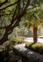 Nature-inspired street art print for sale online – capturing the calm shade of urban landscaping