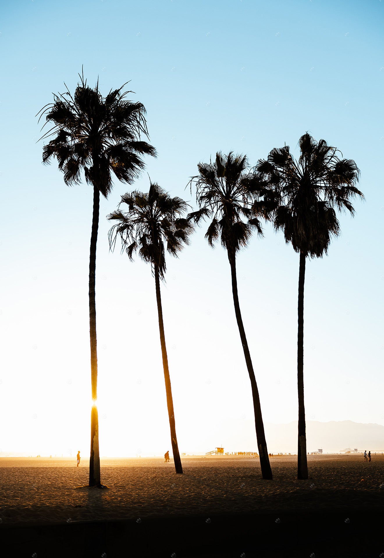 Palm trees on a beach in california.